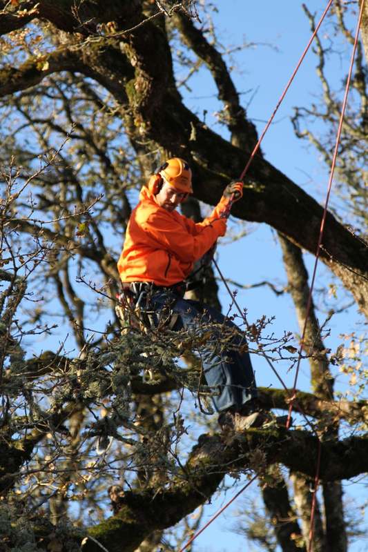 Climber inspecting a large oak
