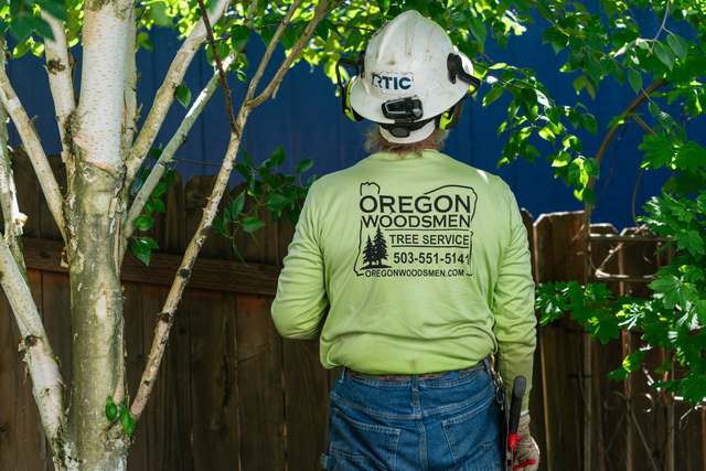Crew member pruning a birch by hand