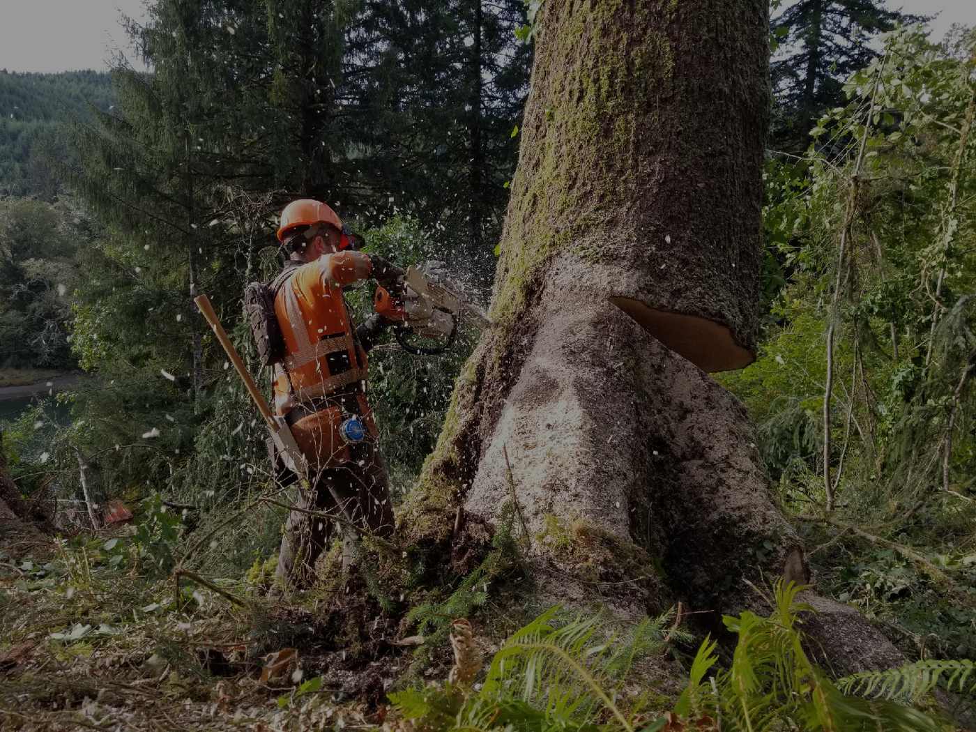 Oregon Woodsmen faller making the back cut on a large fir