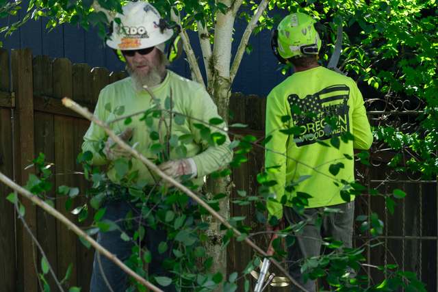 Two crew members looking over a tree